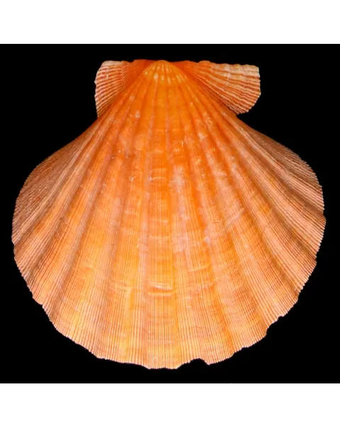 Nodipecten Subnodosus