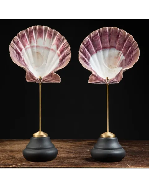 Coppia di Pecten Subnodosus su Piedistallo