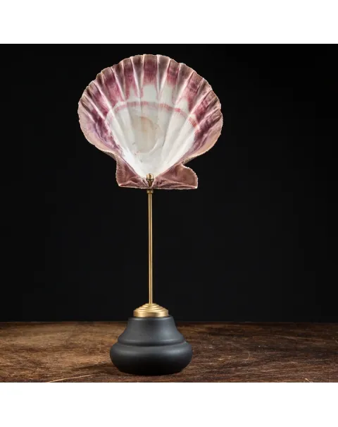 Coppia di Pecten Subnodosus su Piedistallo
