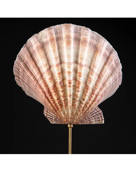 Coppia di Pecten Subnodosus su Piedistallo