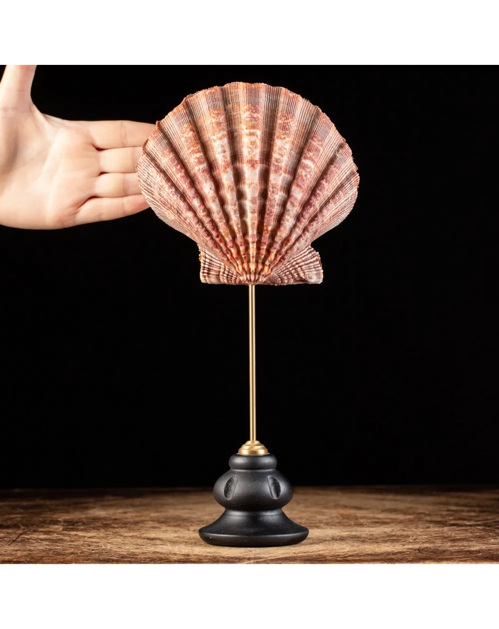 Pecten Subnodosus su Piedistallo