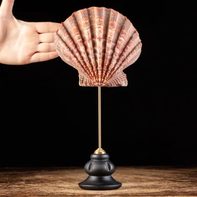 Pecten Subnodosus su Piedistallo