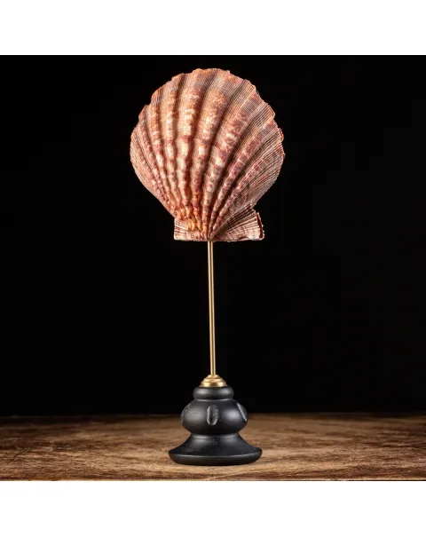 Pecten Subnodosus su Piedistallo