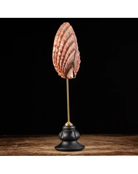 Pecten Subnodosus su Piedistallo