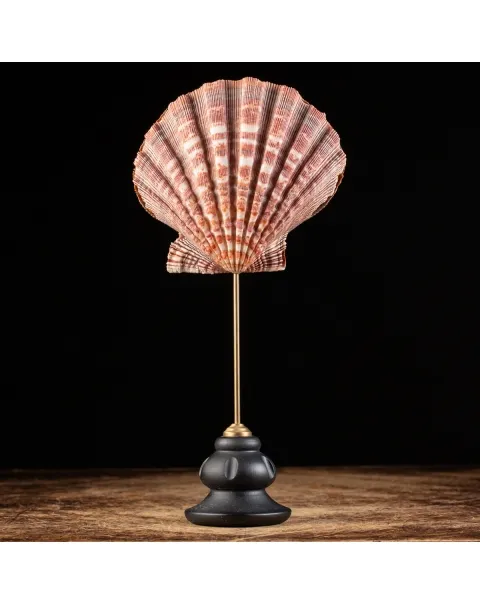 Pecten Subnodosus su Piedistallo
