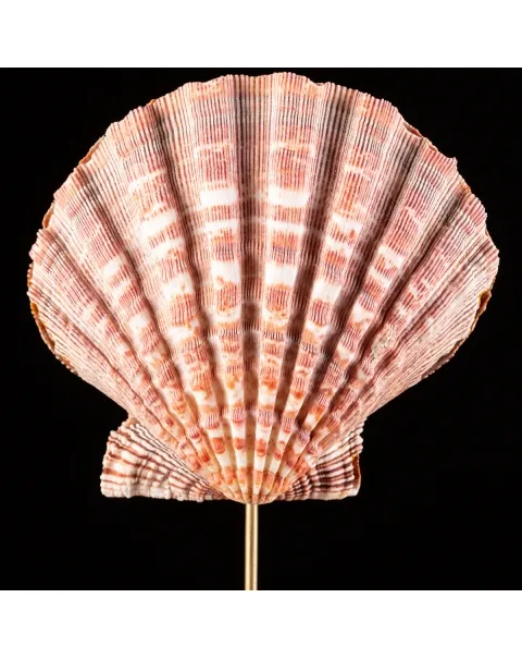 Pecten Subnodosus su Piedistallo