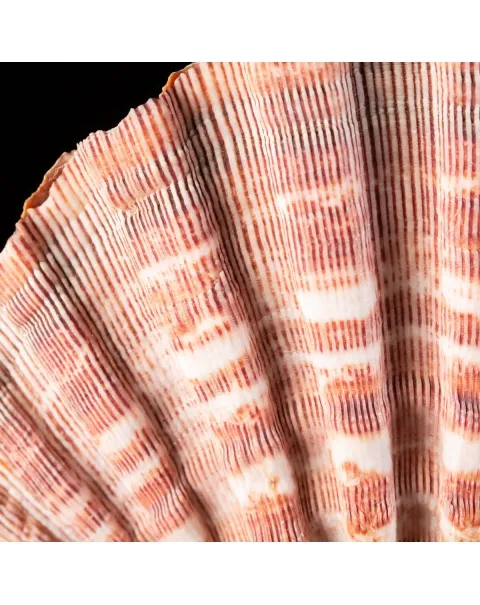 Pecten Subnodosus su Piedistallo