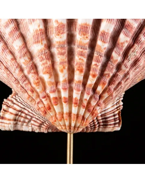 Pecten Subnodosus su Piedistallo