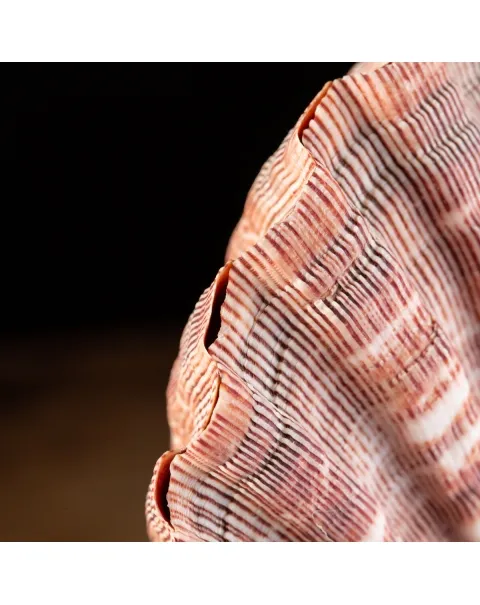 Pecten Subnodosus su Piedistallo