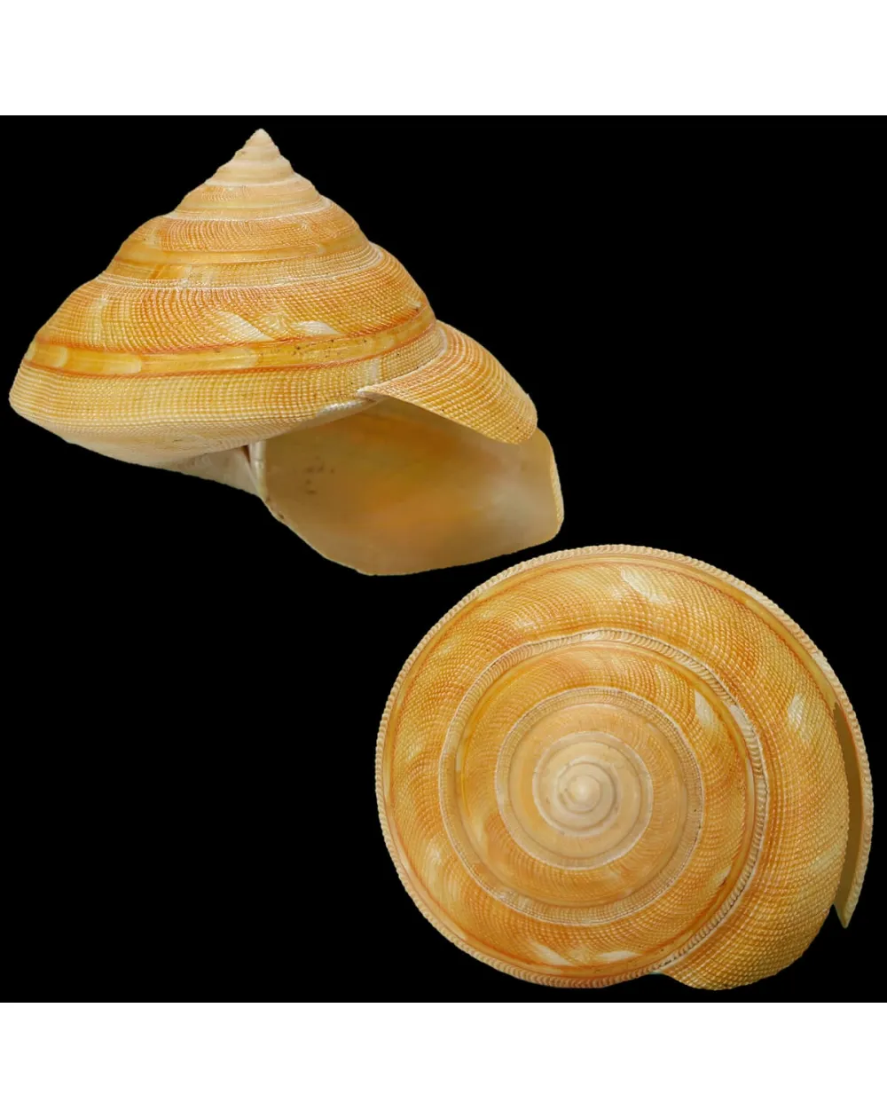 Bayerotrochus Teramachii