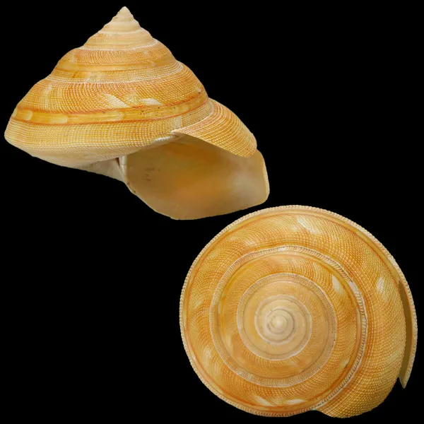 Bayerotrochus Teramachii