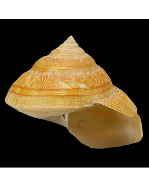 Bayerotrochus Teramachii