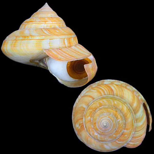 Bayerotrochus Teramachii