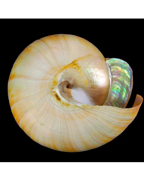Bayerotrochus Teramachii
