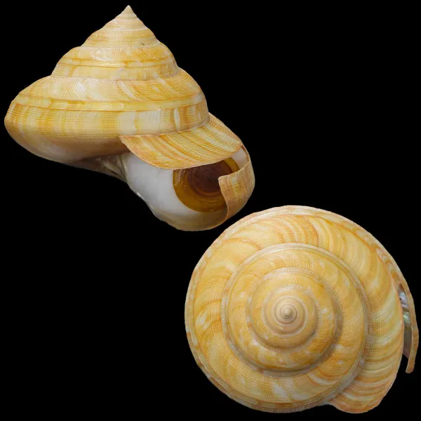 Bayerotrochus Teramachii