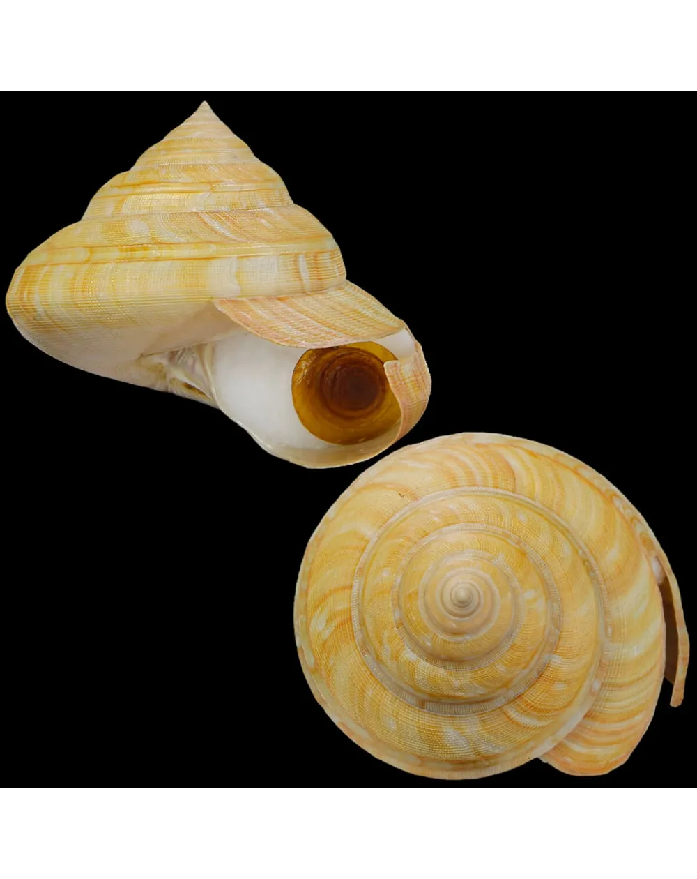 Bayerotrochus Teramachii