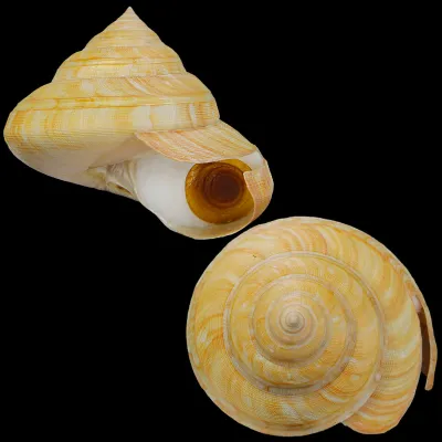 Bayerotrochus Teramachii