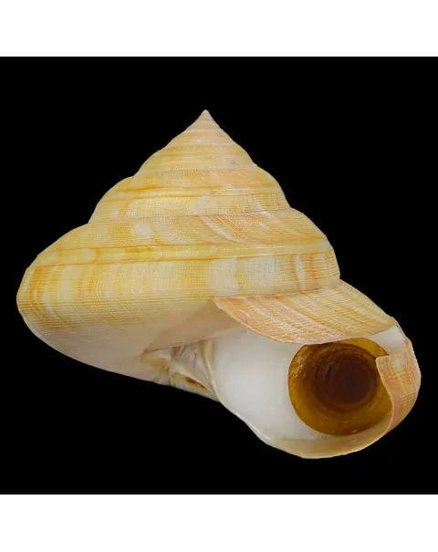 Bayerotrochus Teramachii