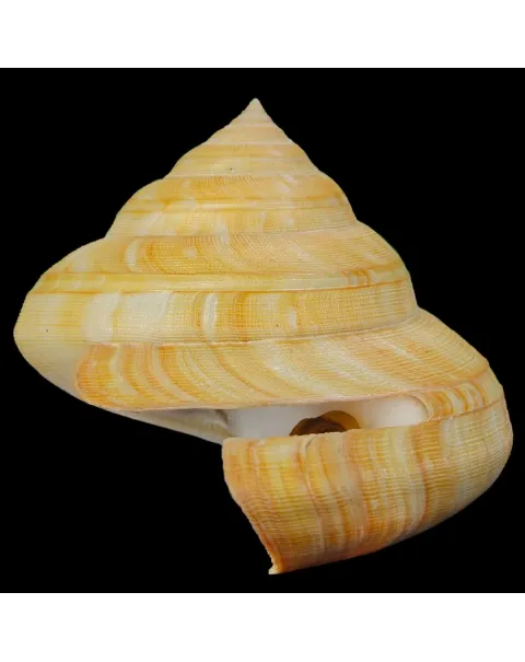 Bayerotrochus Teramachii