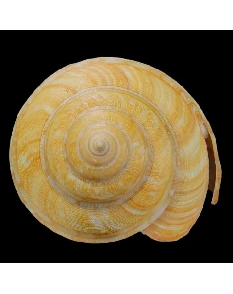 Bayerotrochus Teramachii