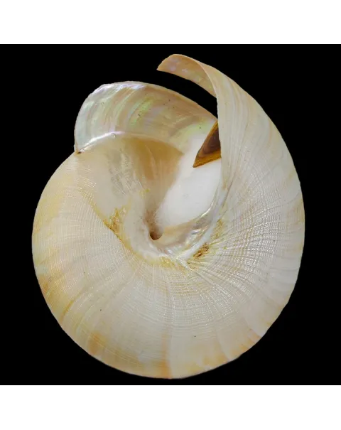 Bayerotrochus Teramachii