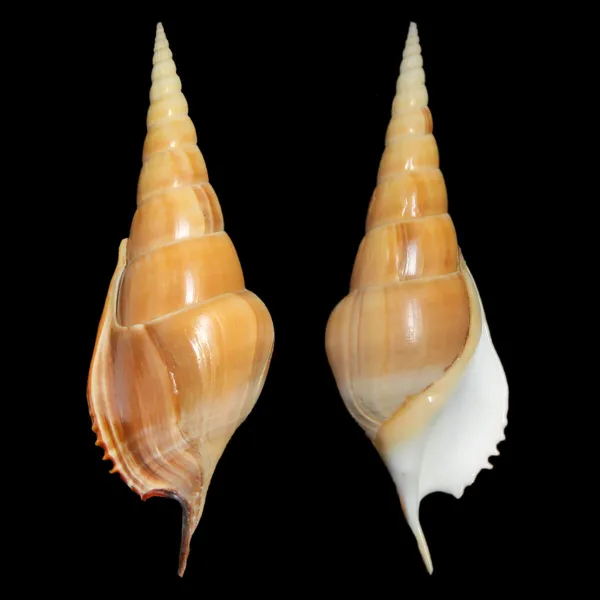 Tibia Insulaechorab