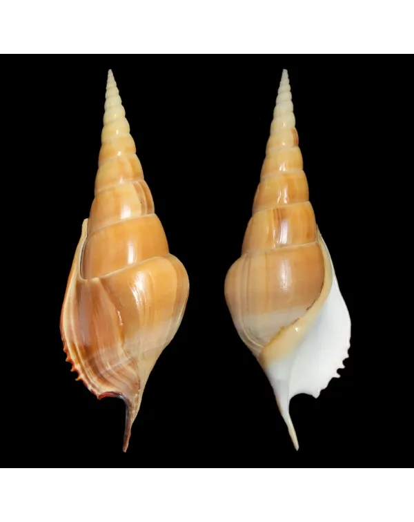 Tibia Insulaechorab