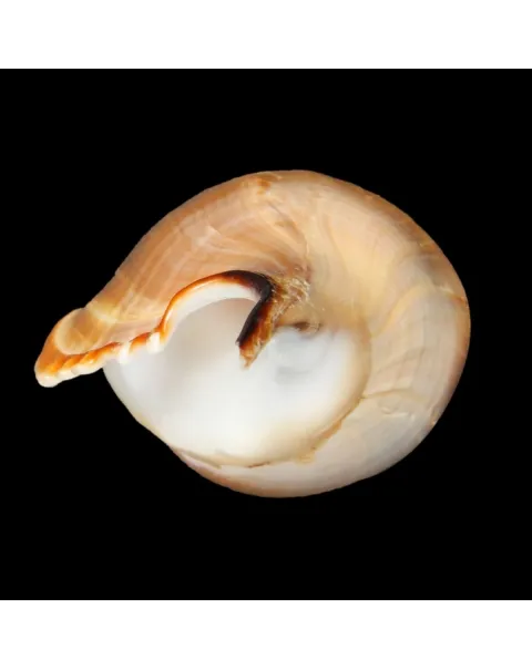 Tibia Insulaechorab