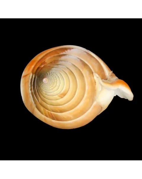 Tibia Insulaechorab