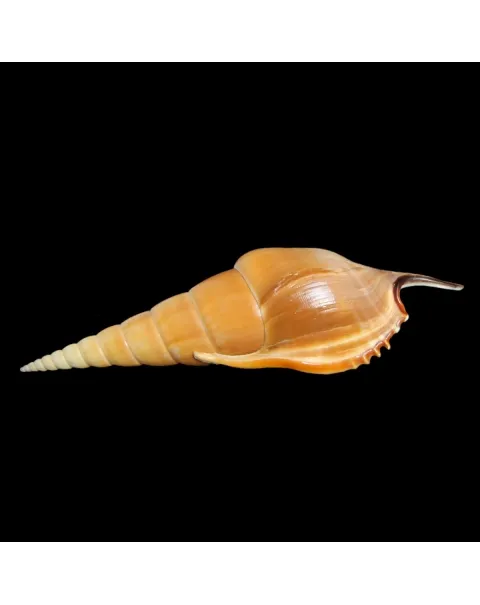 Tibia Insulaechorab
