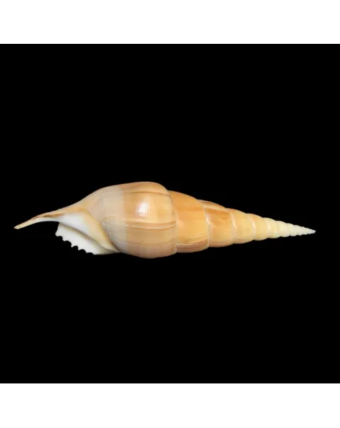 Tibia Insulaechorab