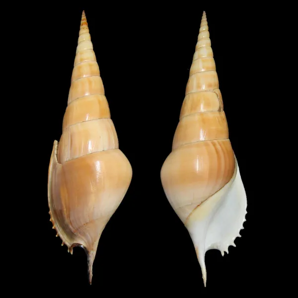 Tibia Insulaechorab