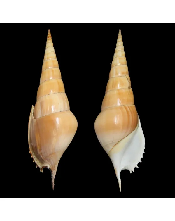 Tibia Insulaechorab