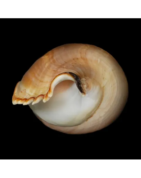 Tibia Insulaechorab