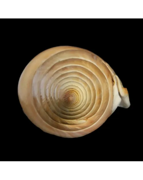 Tibia Insulaechorab