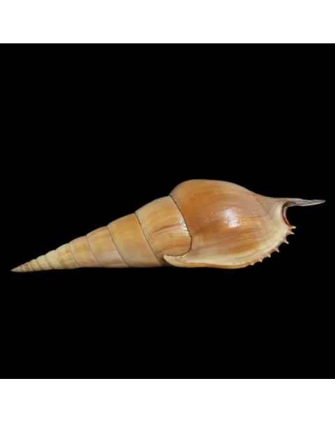 Tibia Insulaechorab