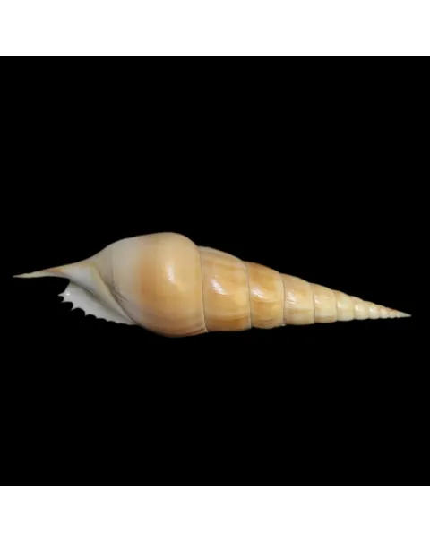 Tibia Insulaechorab