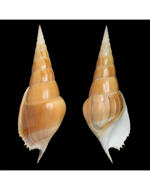 Tibia Insulaechorab