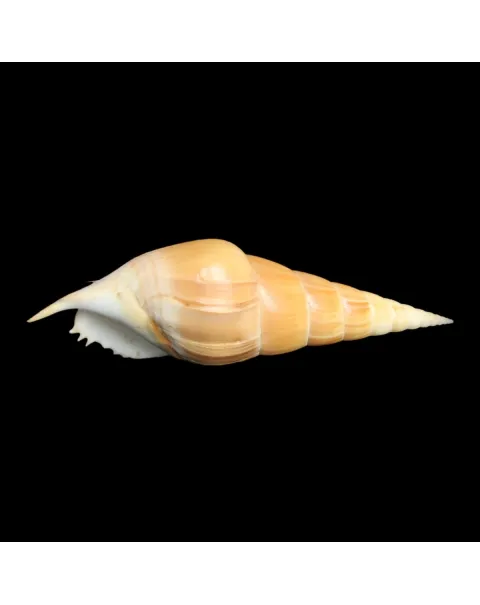 Tibia Insulaechorab