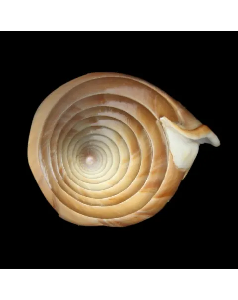 Tibia Insulaechorab