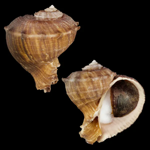 Rapana Rapiformis