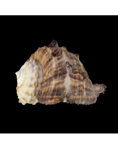 Rapana Rapiformis