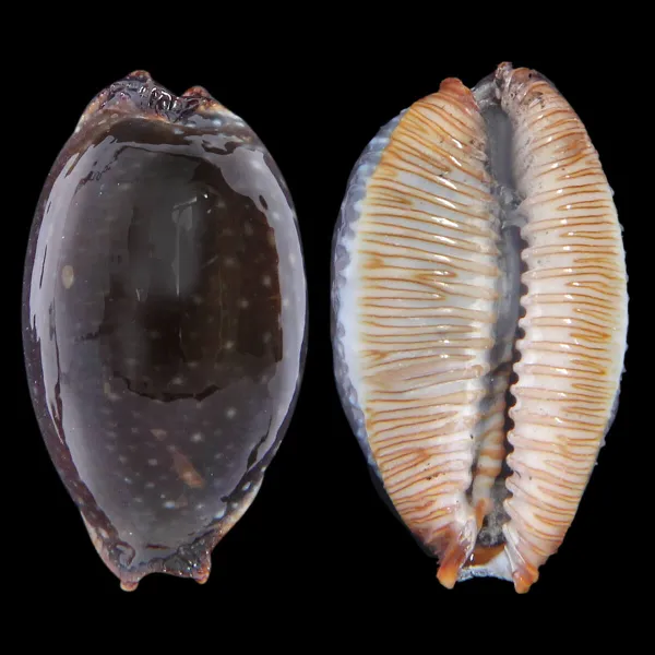 Staphylaea F. Laevigata