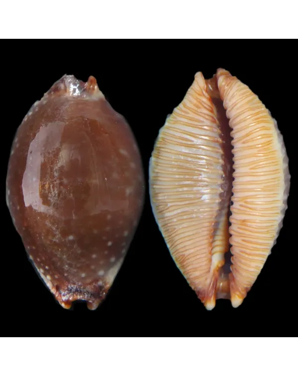 Staphylaea F. Laevigata