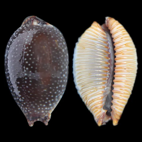 Staphylaea F. Laevigata
