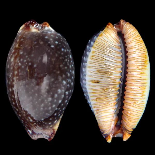 Staphylaea F. Laevigata