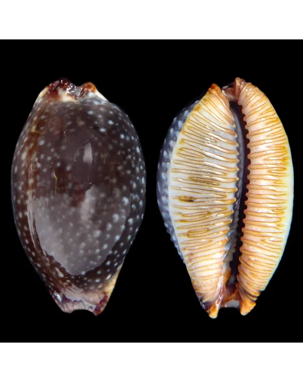 Staphylaea F. Laevigata