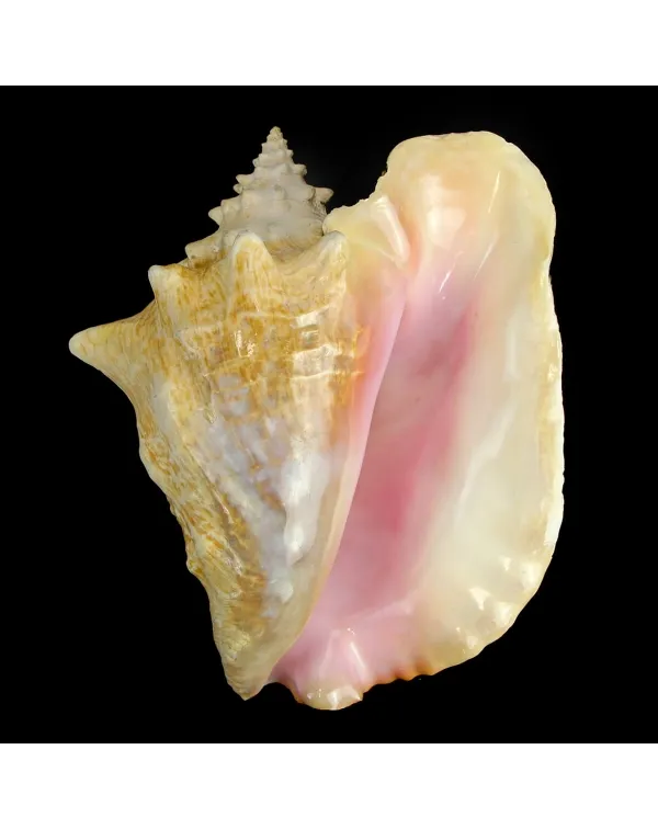 Aliger Gigas