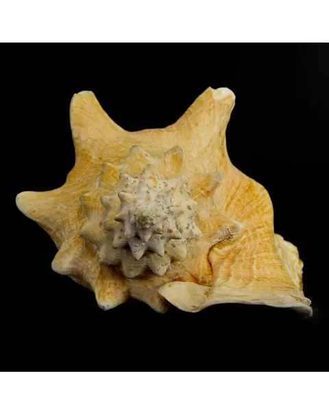 Aliger Gigas