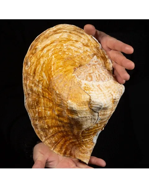 Lobatus Goliath